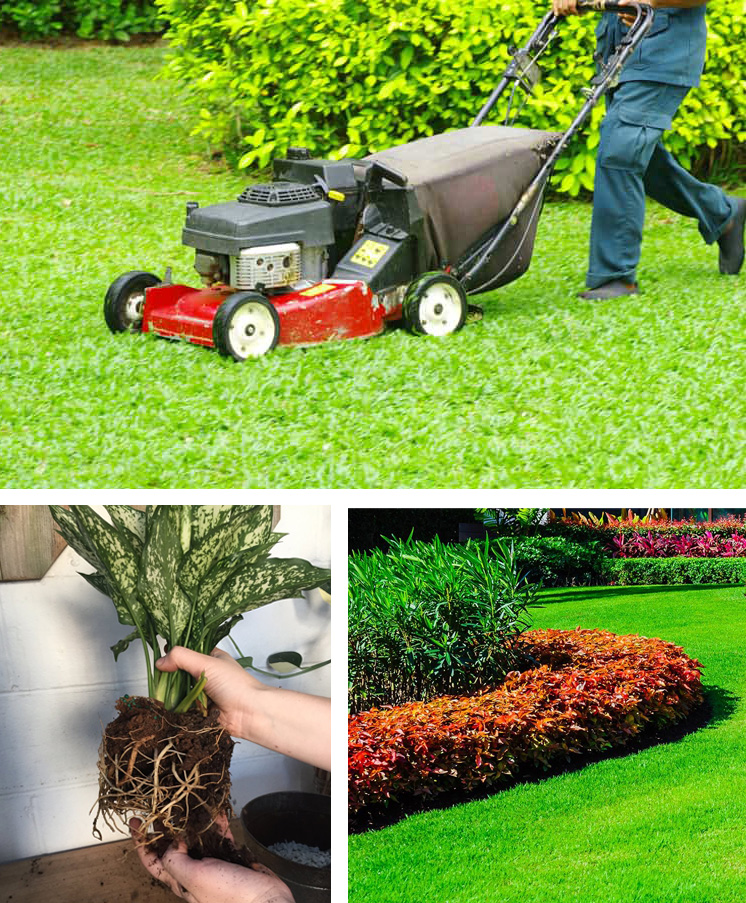 Garden Maintenance Garden Maintenance Services in Bangalore SLV